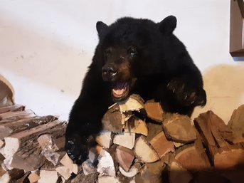 Taxidermy Bear Half