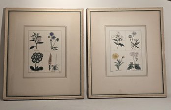 Pair Of English Botanical Engravings By E.D. Smith (1800-1866)