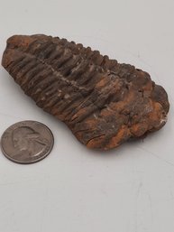 Authentic Devonian Era Trilobite Fossil- 3.5' Long