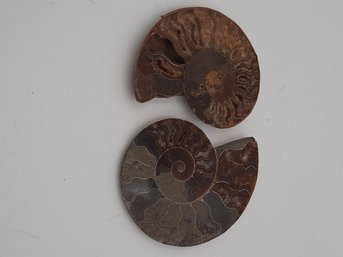 Impressive Pair Of Fossil Ammonites- Cross Sections