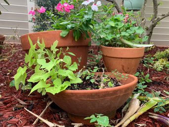 A Trio Of Terra Cotta Planters - Some With Live Plants