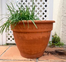 A Medium Terra Cotta Planter - Grass Included!