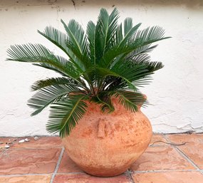 A Sago Palm In Earthenware Pot