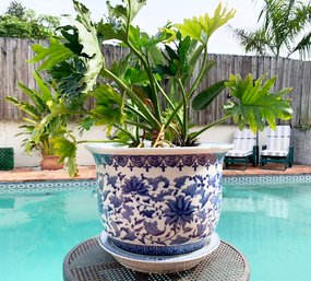 A Live Philodendron In Chinese Transferware Planter
