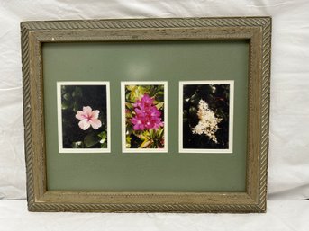 Framed Florida Wildflower Photos