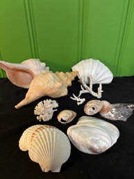 Huge Lot Vintage Sea Shells , Including Two Massive Perfect 14' Conch Shells