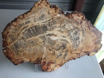 Petrified Wood Slab,  5 1/2 LB, 13 Inch By 10 Inch