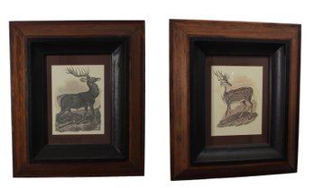 Stag And Doe Etchings , A Pair