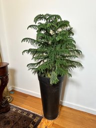 A Norfolk Pine Plant