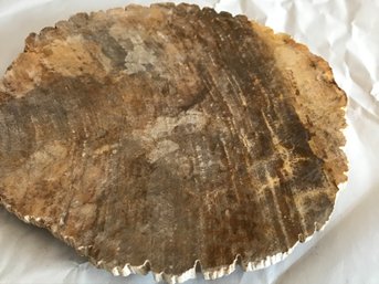 Petrified Wood Candy Plate, 3 LB 6 Oz, 9 1/2 Inch Dia