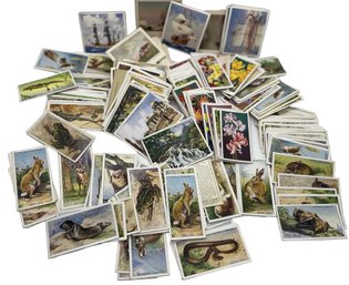 Collection Of 300 - 1930's British Cigarette Trading Cards - Reptiles, Animals, Flowers & More