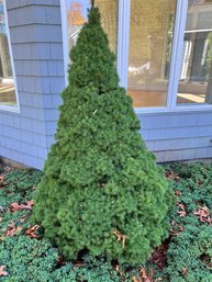 Dwarf Alberta Spruce Tree Approx 5' Standing