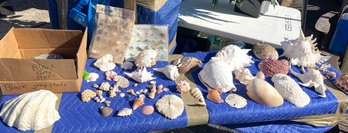 Elaborate Collection Od Fine Seashells - Crowned Baler Melon Sea Shell -Spiked Murex -Trilobite