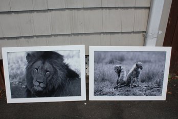 Fantastic Large Big Cat Lion Photo Print - Baby Cheetah Cubs Photo Print - (NOT SHIPPABLE)