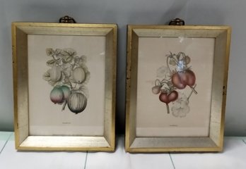 Beautiful Pair Of Vintage Framed Prints Of Fruit.    WA