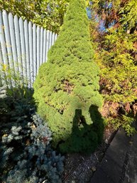 Dwarf Alberta Spruce Approx 7' High