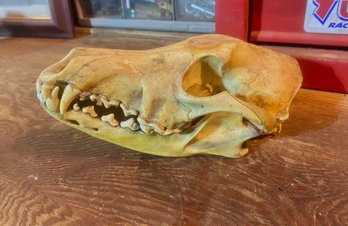 REAL Coyote Skull And Jawbone