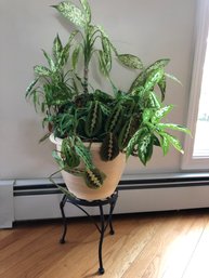 Potted Tropical Prayer Plant And Dieffenbachia With Iron Stand