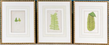 Set Of Three Decorative Botanical Prints