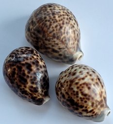 Three Pretty Cowrie Shells