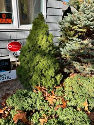 Dwarf Alberta Spruce, Approx 3'