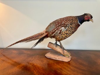 Vintage Pheasant Taxidermy On Branch