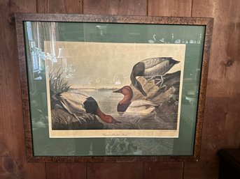 Canvas Backed Duck Print - Drawn From Nature By John J. Audubon.