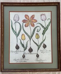 Tulipa Tulip Flower Botanical Print 21x24 Matted Framed