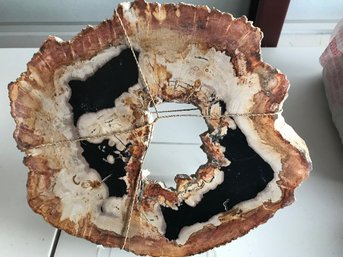 Beautiful Petrified Wood Slab, 5 LB 6 Oz, 12 Inch Diameter