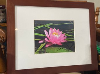 Art: Pink Water Lily Flower By Robert Moss