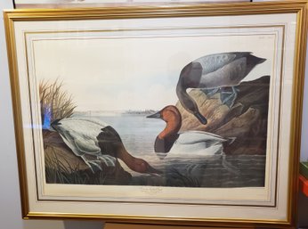 Audubon Print Of 'Canvas Backed Duck' In Vibrant Colors By R. Havel Plate (1836) #301, Numbered 61, Limited.