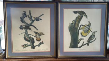 2 Audubon Painting Prints Of Woodpeckers 22x25 Matted Framed
