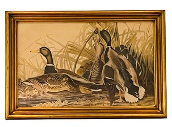 Framed John J. Audubon Engraving, 'Mallard Duck'