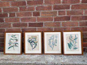 Antique American Flora Prints, Set Of 4
