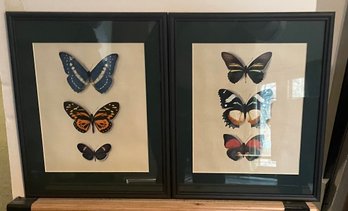 Two Framed Butterfly Prints