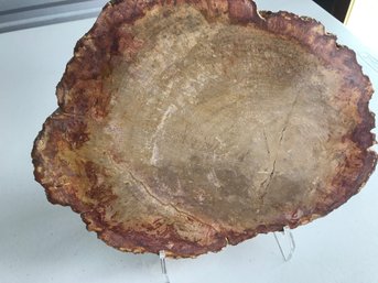 Petrified Wood Slab , 5LB  8 Oz , 12 Inch By 9 Inch,