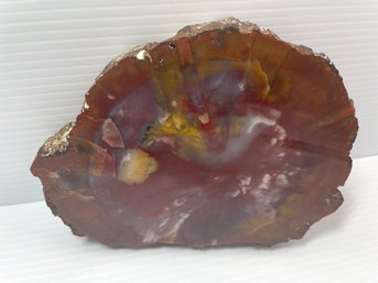 Petrified Wood Slab