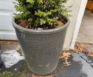 Beautiful Ceramic Planter With Boxwood