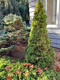 Dwarf Alberta Spruce, Approx 4'