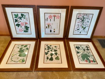 Six Ivy & Floral Botanical Prints - Custom Framed