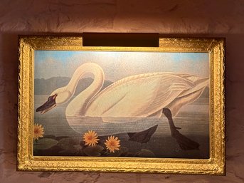 LARGE American Swan Print Of ( The Original One Was ) Drawn From Nature By John James Audubon.