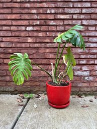 Monstera Plant #2