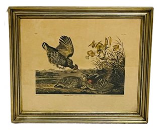 Framed John J. Audubon Engraving, 'Pinnated Grouse'
