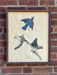 A Sylvia Sialis Print, Bluebird