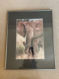 Framed Elephant Photo Entitled 'Charge' By Daniel R. Gage, 1992