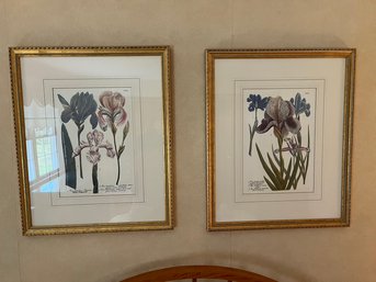 Two Framed Botanical Prints Of Iris's