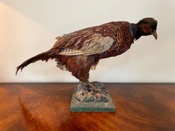 Vintage Pheasant Taxidermy On Faux Rock Formation