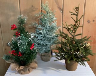 Trio Of Small, Petite Trees, Burlap & Gold Wash Pot.