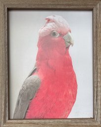 Pink Parrot Framed Lithograph