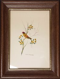 Ornithological Bird Painting By Charles Gurdon